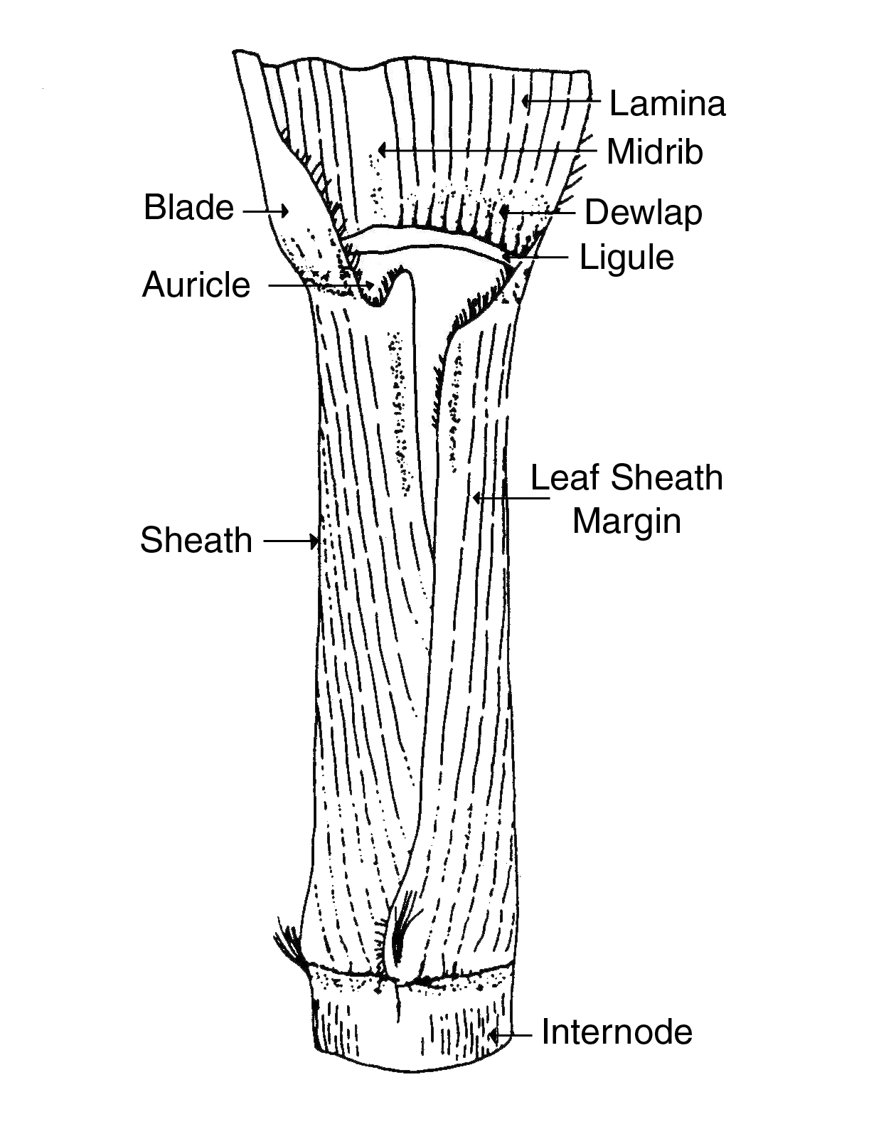 Leaf Margin Good2jpg